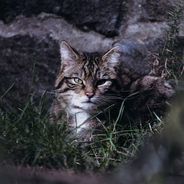 Scottish Wildcat in long grass with a stony wall in the background- image for the WildCATs and Nature Based Practice Special Interest Group